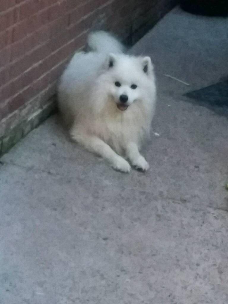 samoyed dog gumtree